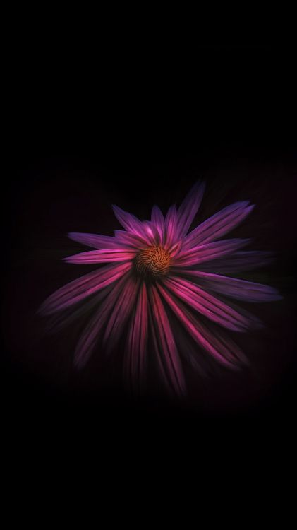 Noir, Pétale, Purple, Violette, Magenta. Wallpaper in 1080x1920 Resolution