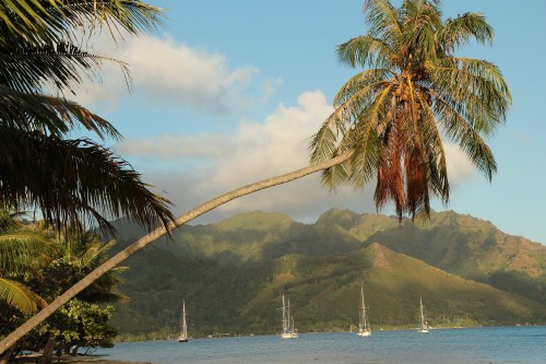 Image coconut tree near body of water during daytime