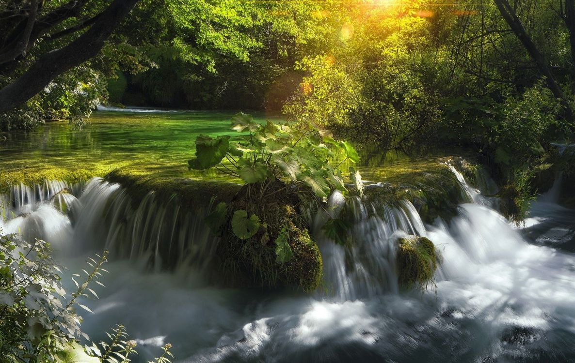L'eau Tombe au Milieu de la Forêt. Wallpaper in 2560x1618 Resolution