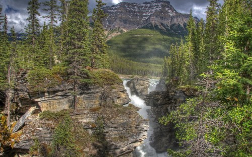 Image green pine trees near river during daytime