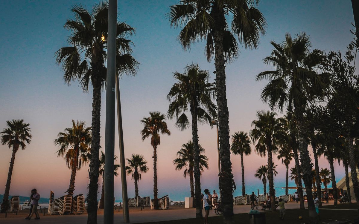 people walking on the street surrounded by palm trees during daytime