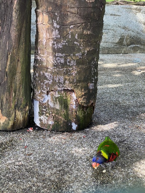 Image tree, wood, colorfulness, Trunk, shadow