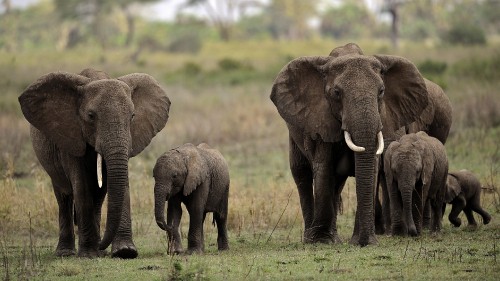 Image two brown elephants on green grass field during daytime