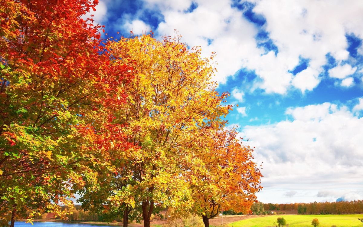 Arbres Verts et Jaunes Sous Des Nuages Blancs et un Ciel Bleu Pendant la Journée. Wallpaper in 2560x1600 Resolution