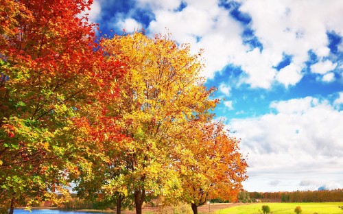 Image green and yellow trees under white clouds and blue sky during daytime