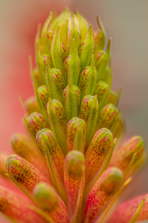 Image green and pink plant in macro lens