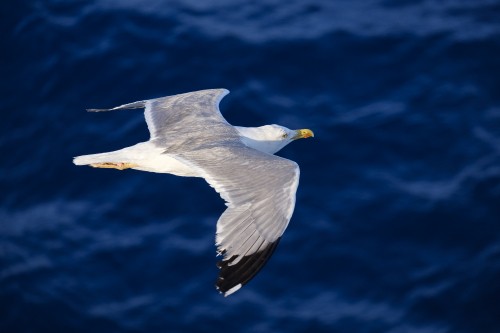 Image white and gray bird flying