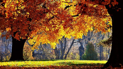 Image yellow and brown maple tree on green grass field during daytime