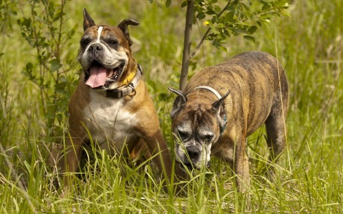 Image brown and white short coated dog on green grass field during daytime