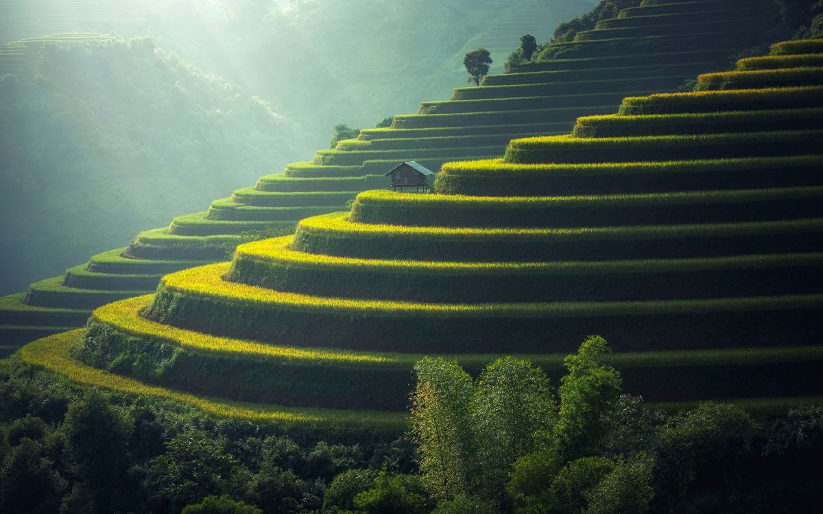 green trees on mountain during daytime