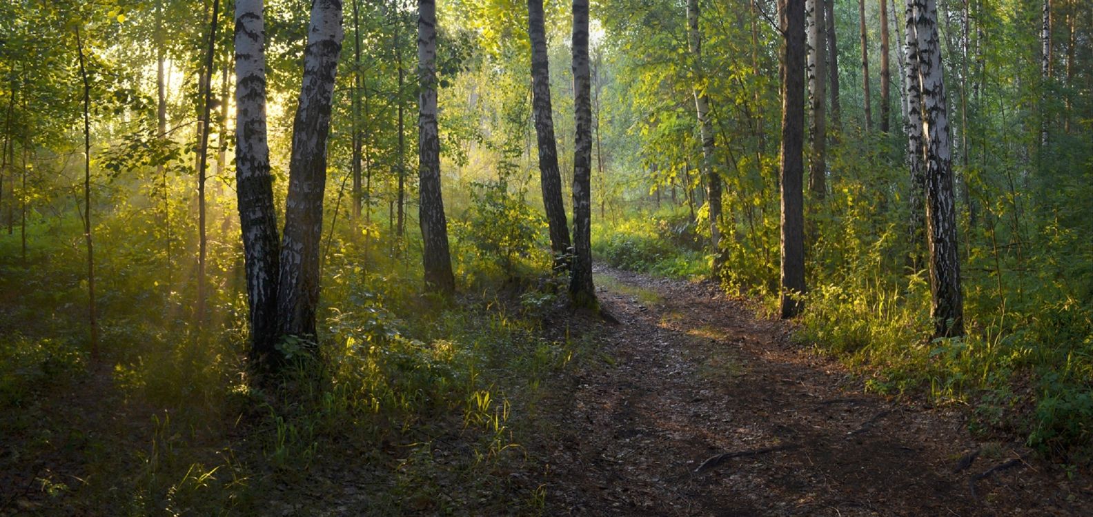 Grünes Gras Und Braune Bäume. Wallpaper in 2282x1080 Resolution