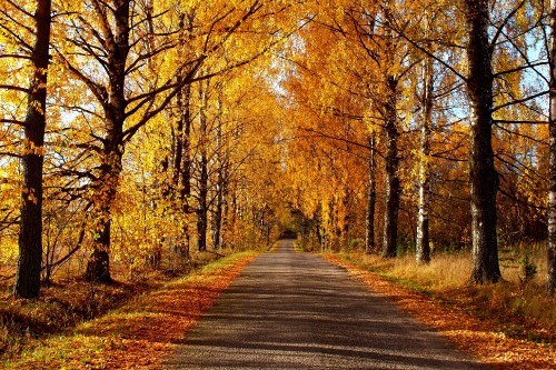 Image gray concrete road between brown trees during daytime