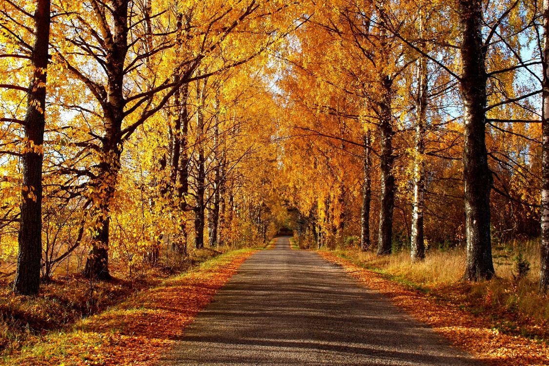 gray concrete road between brown trees during daytime