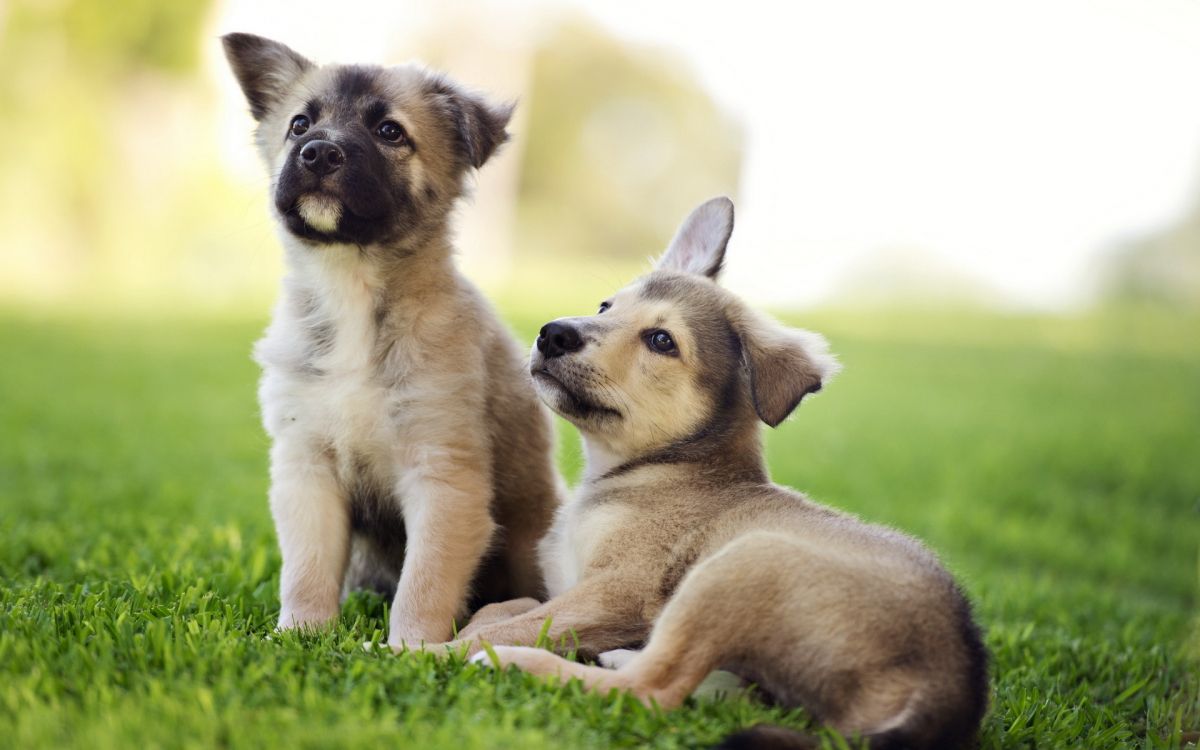 小狗, 品种的狗, 草, 伴侣的狗, 狗喜欢哺乳动物 壁纸 1920x1200 允许