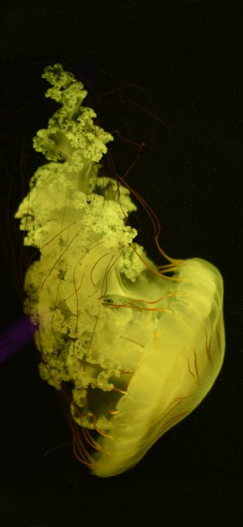 Corps Humain, Sculpture, Art, Liquid, Sous-marin. Wallpaper in 1080x2340 Resolution