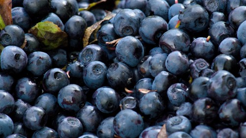 Image blue berries in macro shot