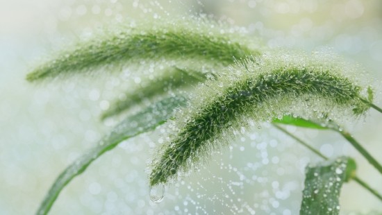 Image rain grass rain water drop, Plants, water, grasses, drop