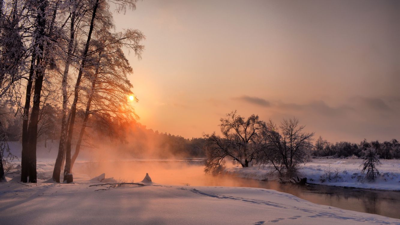 bare trees on snow covered ground during sunset