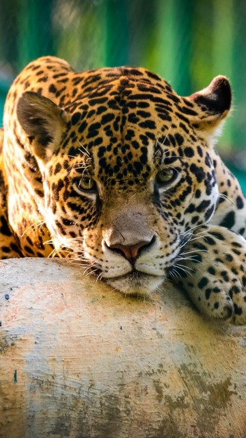 Image brown and black leopard lying on gray concrete floor