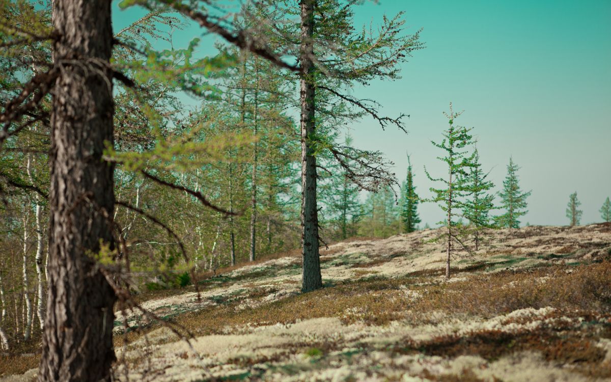 Árboles Verdes Bajo un Cielo Azul Durante el Día. Wallpaper in 2560x1600 Resolution