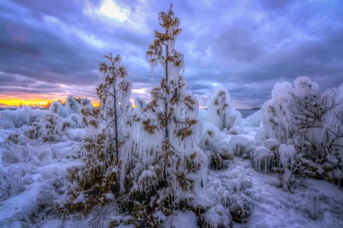 Image snow covered trees under cloudy sky during daytime