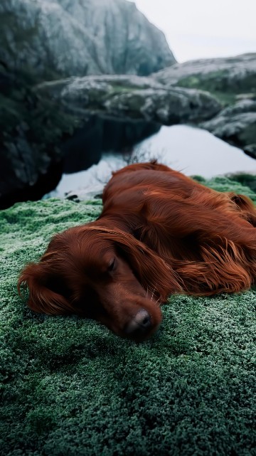 Image dachshund, irish setter, english springer spaniel, golden retriever, sheltie