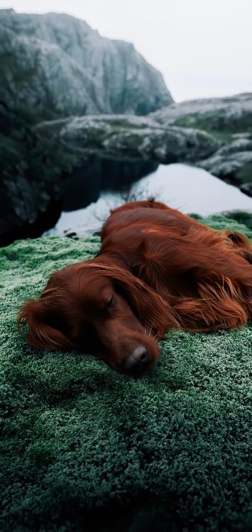 Dackel, Irish Setter, English Springer Spaniel, Golden Retriever, Sheltie. Wallpaper in 1421x3000 Resolution