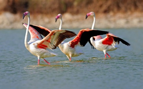 Image white and pink flamingos on water during daytime