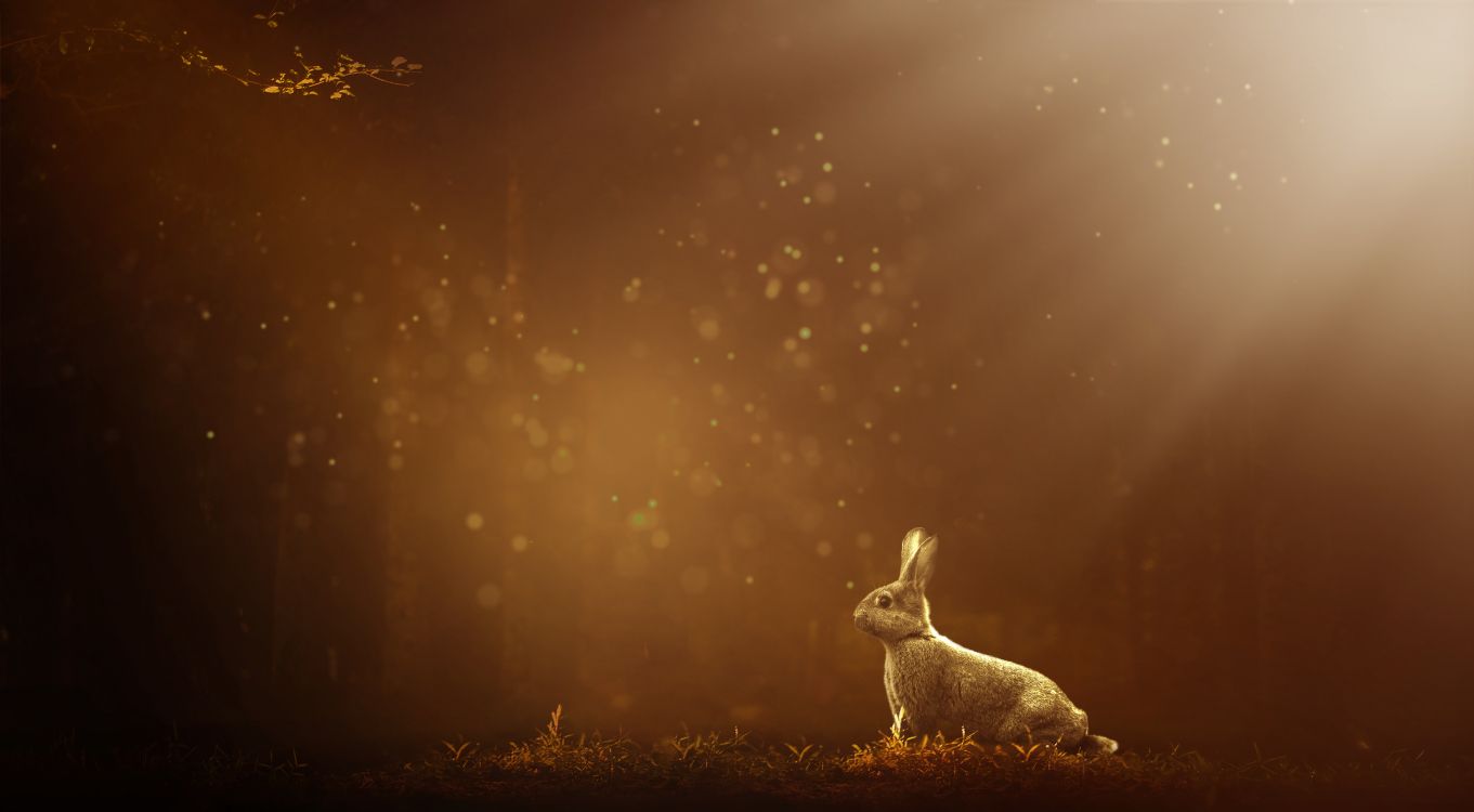 White Rabbit on Brown Grass Field During Night Time. Wallpaper in 11092x6108 Resolution