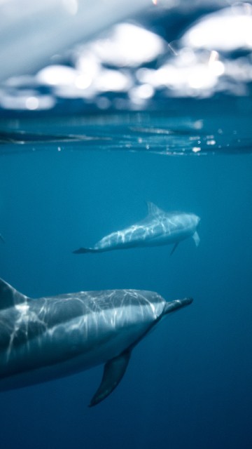 Image dolphins dark water, dolphin, water, Spinner dolphin, tucuxi