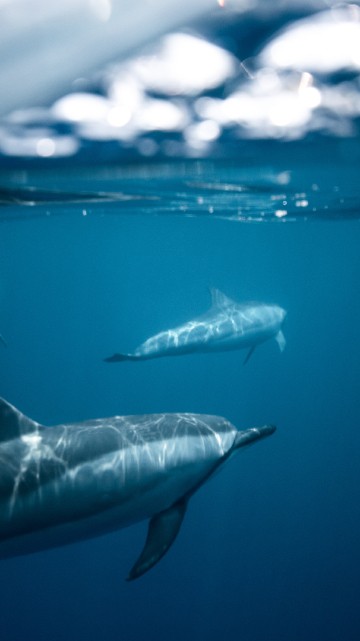 Image dolphins dark water, dolphin, water, Spinner dolphin, tucuxi