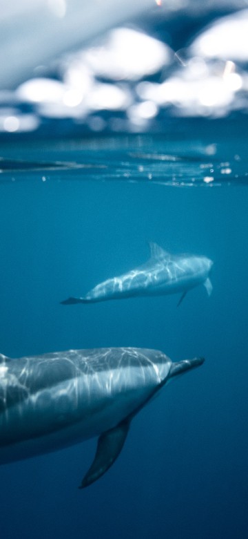 Image dolphins dark water, dolphin, water, Spinner dolphin, tucuxi