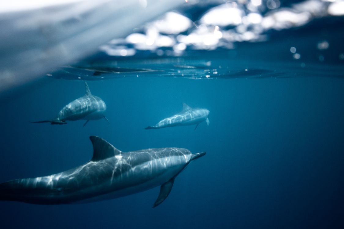 dolphins dark water, dolphin, water, Spinner dolphin, tucuxi