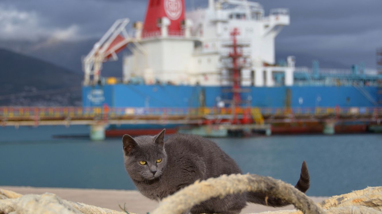 black cat on white and yellow textile near body of water during daytime