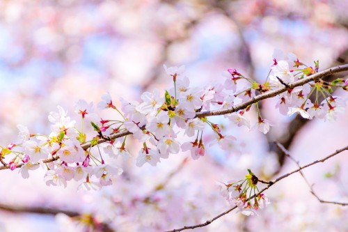 Image blossom, flower, daytime, plant, petal