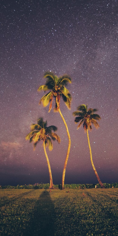 Image Palms, nature, tree, landscape, atmosphere