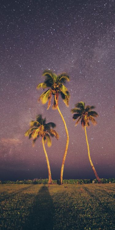 Palms, nature, tree, landscape, atmosphere