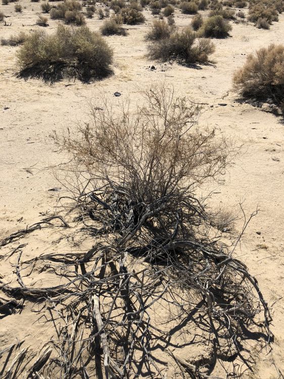 菌群, 沙, 植物群, Subshrub, 风积地貌 壁纸 1536x2048 允许