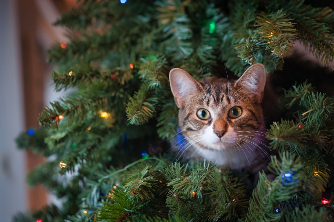 Les Fonds D Ecran Chat Tigre Brun Sur Arbre De Noel Vert Les Images Et Les Photos Gratuits