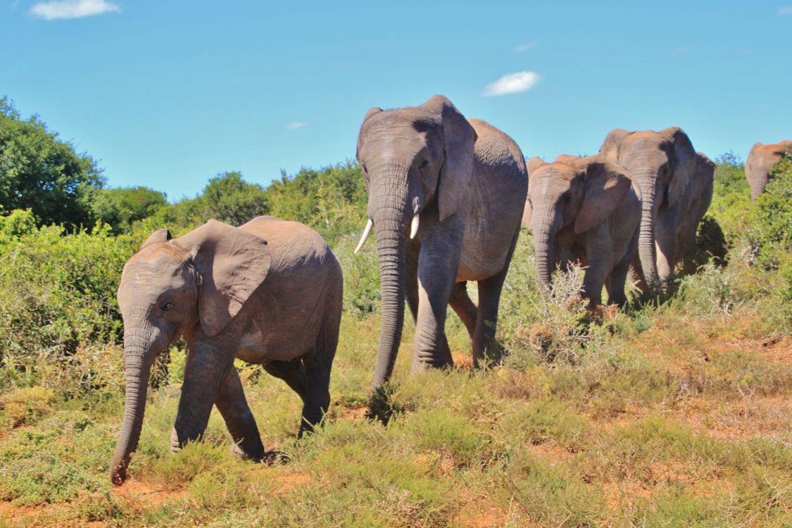 非洲丛林中的大象, 大象和猛犸象, 陆地动物, 野生动物, 非洲象 壁纸 4752x3168 允许