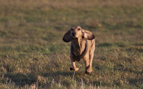 Image brown short coat medium dog running on green grass field during daytime