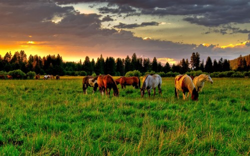 Image horses on green grass field during daytime