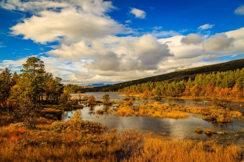 Image green trees near river under blue sky during daytime