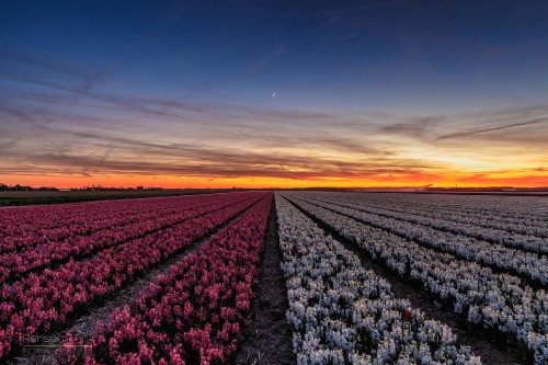 Image purple flower field during sunset