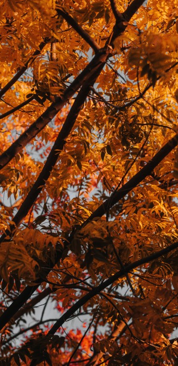 Image tree, branch, leaf, deciduous, autumn