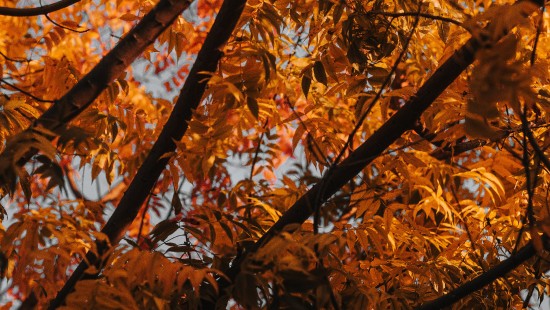 Image tree, branch, leaf, deciduous, autumn