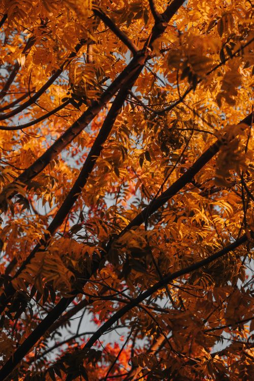 Baum, Branch, Blatt, Laub, Herbst. Wallpaper in 4000x6000 Resolution