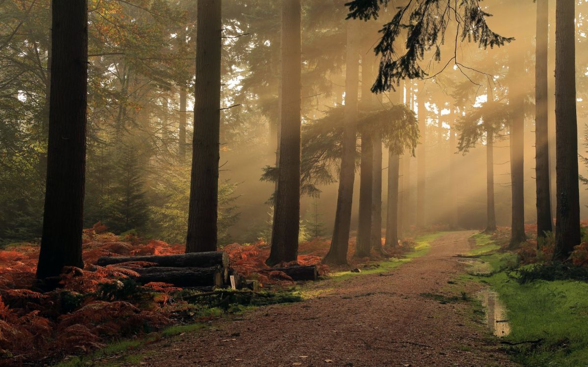Arbres Bruns Sur Sol Brun. Wallpaper in 2200x1375 Resolution