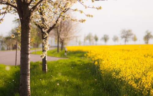 Image brown tree on green grass field during daytime