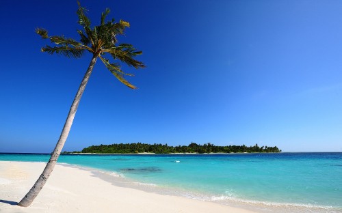 Image green palm tree on white sand beach during daytime